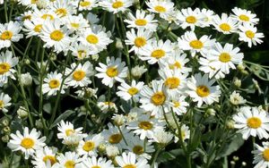 Preview wallpaper daisies, flowers, fields, green, sunny
