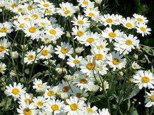 Preview wallpaper daisies, flowers, fields, green, sunny