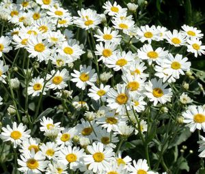 Preview wallpaper daisies, flowers, fields, green, sunny