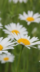 Preview wallpaper daisies, flowers, fields, green, blur