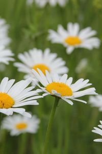 Preview wallpaper daisies, flowers, fields, green, blur