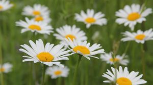 Preview wallpaper daisies, flowers, fields, green, blur