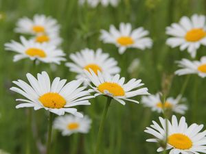 Preview wallpaper daisies, flowers, fields, green, blur