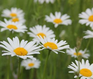 Preview wallpaper daisies, flowers, fields, green, blur