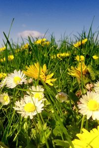 Preview wallpaper daisies, flowers, fields, green, sky, clouds, sun