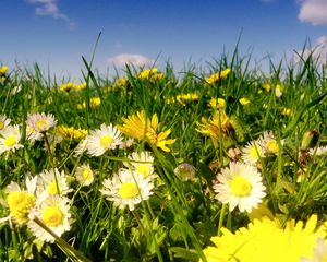 Preview wallpaper daisies, flowers, fields, green, sky, clouds, sun