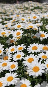 Preview wallpaper daisies, flowers, fields, green, blur