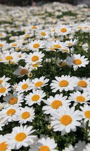 Preview wallpaper daisies, flowers, fields, green, blur