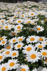 Preview wallpaper daisies, flowers, fields, green, blur