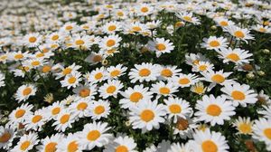 Preview wallpaper daisies, flowers, fields, green, blur