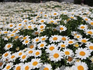 Preview wallpaper daisies, flowers, fields, green, blur