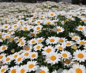 Preview wallpaper daisies, flowers, fields, green, blur