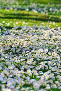 Preview wallpaper daisies, flowers, fields, green, sunny, sharp