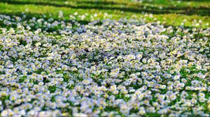 Preview wallpaper daisies, flowers, fields, green, sunny, sharp
