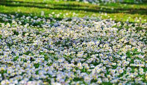 Preview wallpaper daisies, flowers, fields, green, sunny, sharp