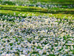 Preview wallpaper daisies, flowers, fields, green, sunny, sharp