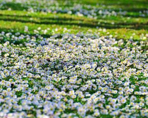 Preview wallpaper daisies, flowers, fields, green, sunny, sharp