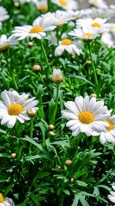 Preview wallpaper daisies, flowers, flowerbed