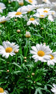 Preview wallpaper daisies, flowers, flowerbed