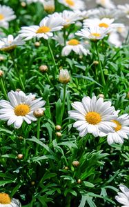 Preview wallpaper daisies, flowers, flowerbed