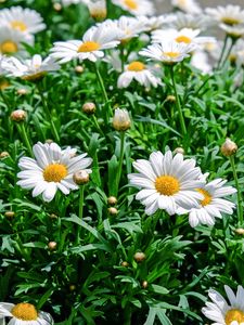 Preview wallpaper daisies, flowers, flowerbed