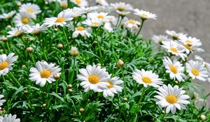 Preview wallpaper daisies, flowers, flowerbed