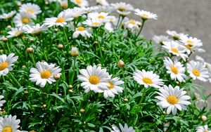 Preview wallpaper daisies, flowers, flowerbed