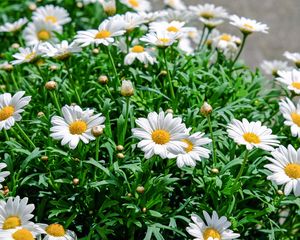 Preview wallpaper daisies, flowers, flowerbed