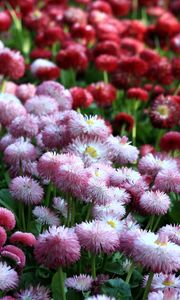 Preview wallpaper daisies, flowers, flowerbed, vibrant, different