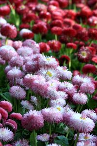 Preview wallpaper daisies, flowers, flowerbed, vibrant, different