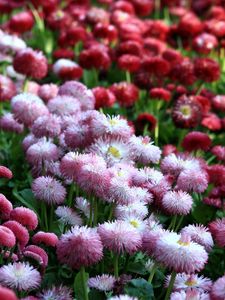 Preview wallpaper daisies, flowers, flowerbed, vibrant, different