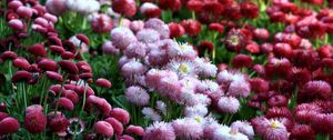 Preview wallpaper daisies, flowers, flowerbed, vibrant, different