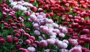 Preview wallpaper daisies, flowers, flowerbed, vibrant, different