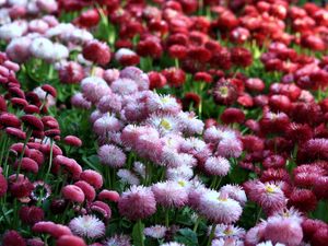 Preview wallpaper daisies, flowers, flowerbed, vibrant, different
