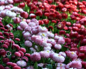 Preview wallpaper daisies, flowers, flowerbed, vibrant, different