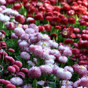 Preview wallpaper daisies, flowers, flowerbed, vibrant, different