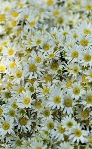 Preview wallpaper daisies, flowers, glade