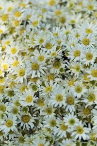Preview wallpaper daisies, flowers, glade
