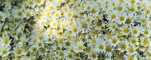 Preview wallpaper daisies, flowers, glade