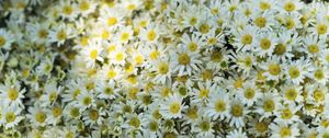 Preview wallpaper daisies, flowers, glade