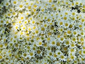 Preview wallpaper daisies, flowers, glade