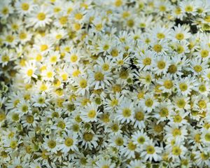 Preview wallpaper daisies, flowers, glade
