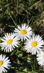 Preview wallpaper daisies, flowers, grass, plant, shadow, summer