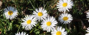 Preview wallpaper daisies, flowers, grass, plant, shadow, summer