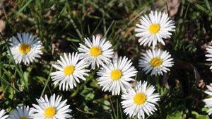 Preview wallpaper daisies, flowers, grass, plant, shadow, summer