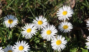 Preview wallpaper daisies, flowers, grass, plant, shadow, summer