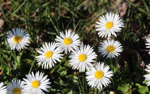 Preview wallpaper daisies, flowers, grass, plant, shadow, summer