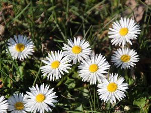 Preview wallpaper daisies, flowers, grass, plant, shadow, summer