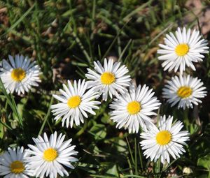 Preview wallpaper daisies, flowers, grass, plant, shadow, summer