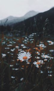 Preview wallpaper daisies, flowers, grass, wild, nature